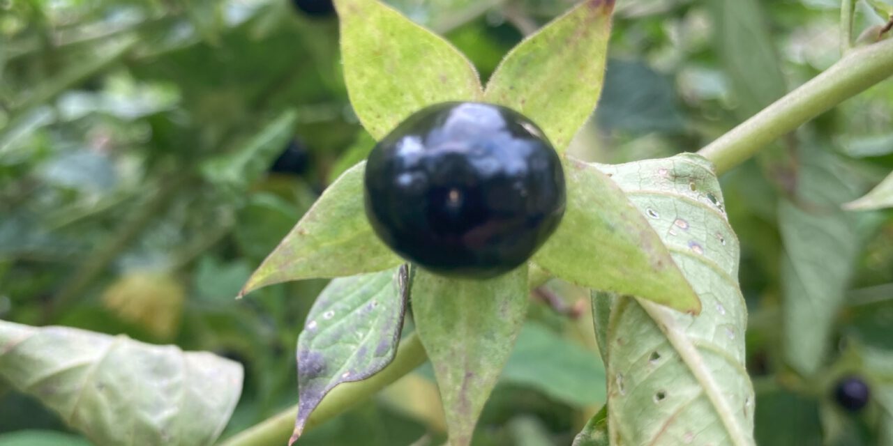 Anwaltliche Blindzitate per KI: Ein Fall für die Gewerbeaufsicht?